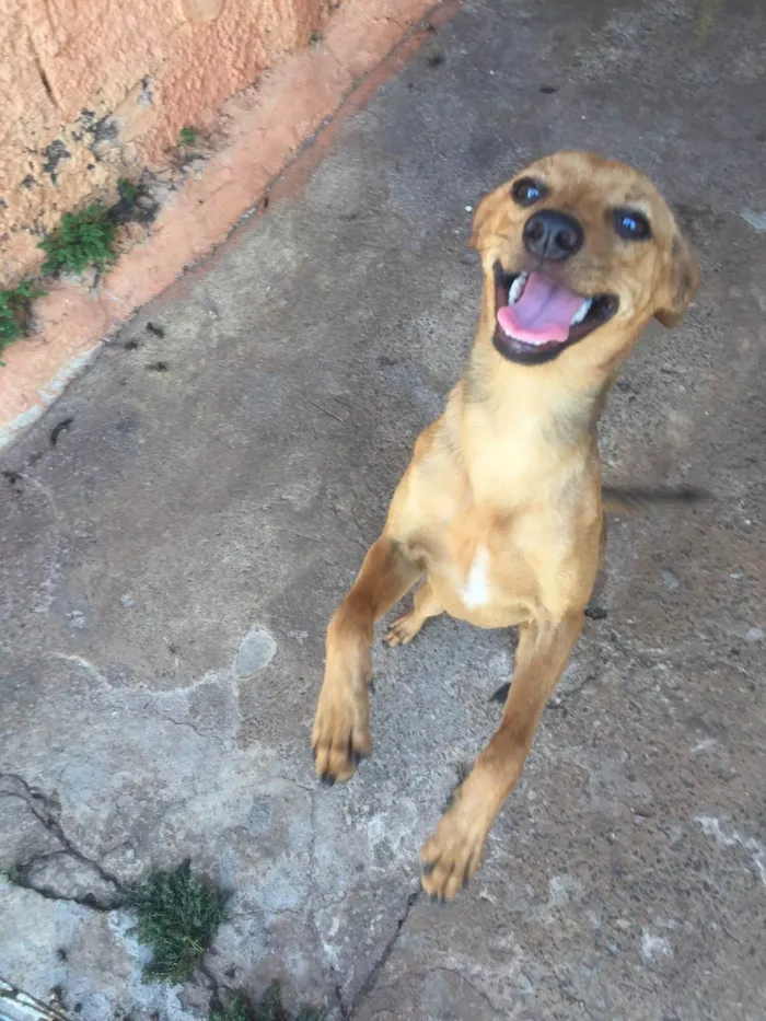 Cachorro ra a SRD-ViraLata idade 2 a 6 meses nome Belinha