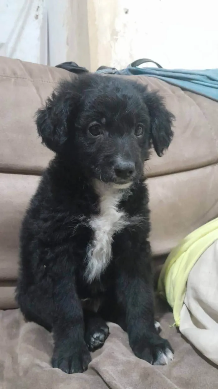 Cachorro ra a SRD-ViraLata idade 2 a 6 meses nome Nicky 