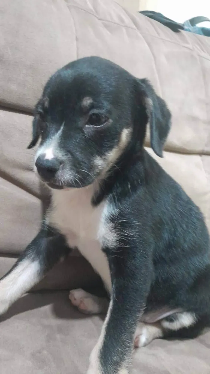 Cachorro ra a SRD-ViraLata idade 2 a 6 meses nome Harper e Madonna 