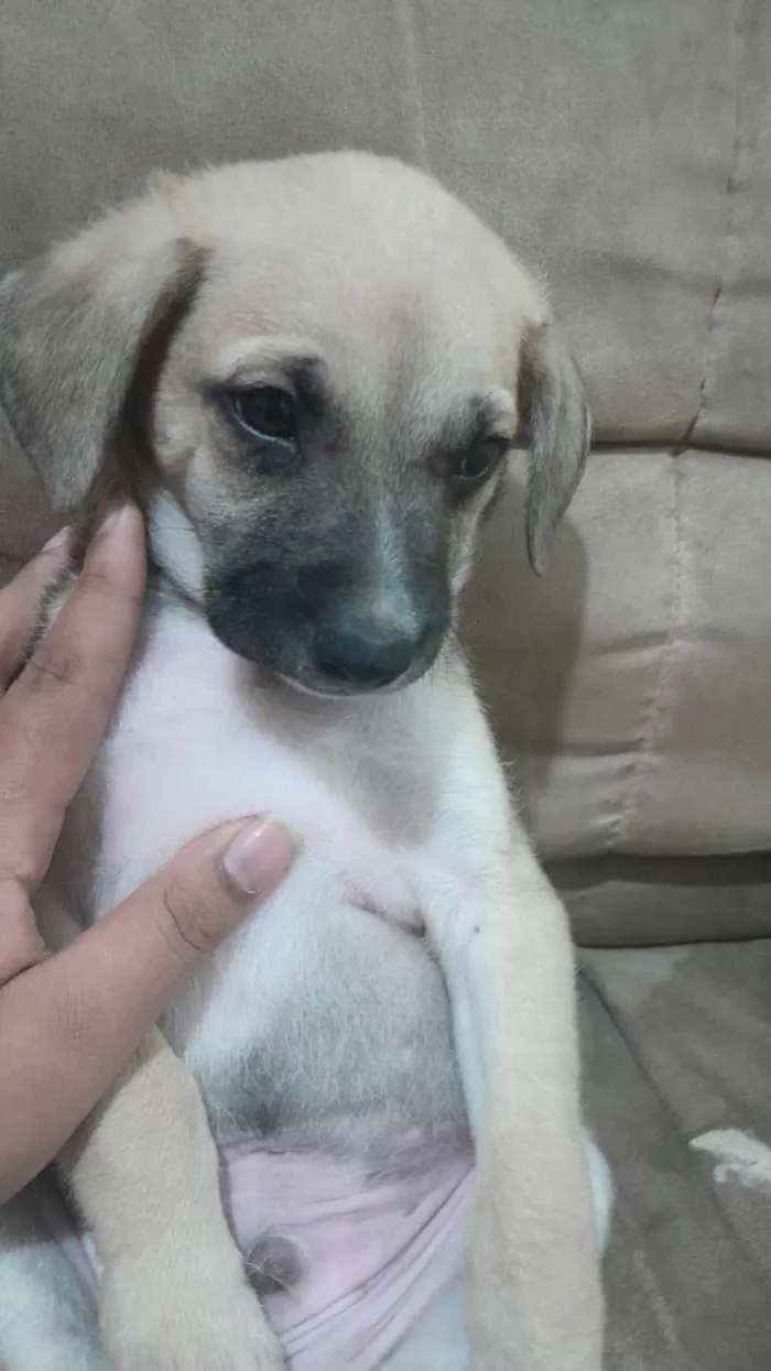 Cachorro ra a SRD-ViraLata idade 2 a 6 meses nome Harper e Madonna 