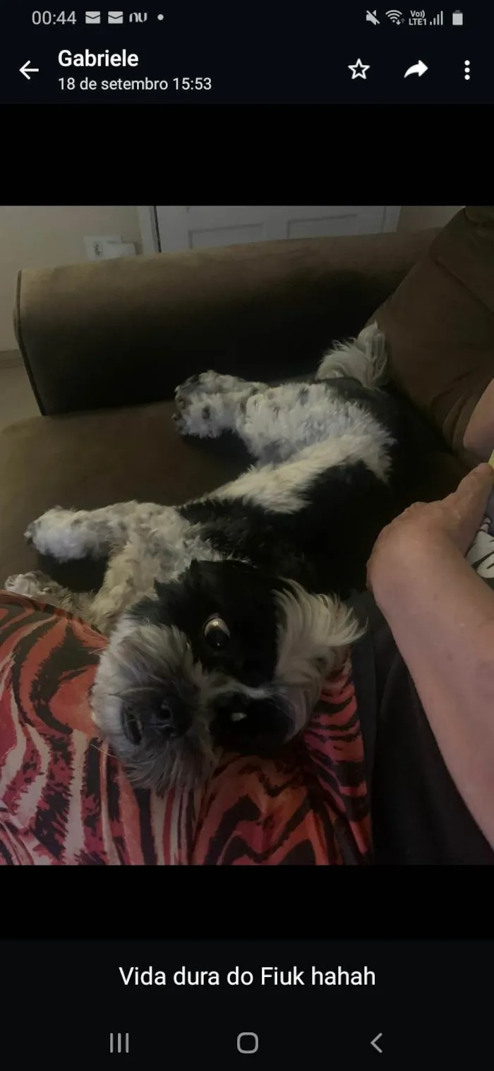 Cachorro ra a Lhiasa Apso idade 2 anos nome Fiuk