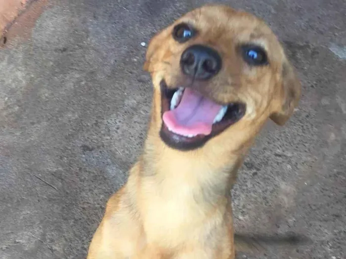 Cachorro ra a SRD-ViraLata idade 2 a 6 meses nome Belinha