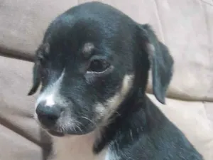 Cachorro raça SRD-ViraLata idade 2 a 6 meses nome Harper e Madonna 