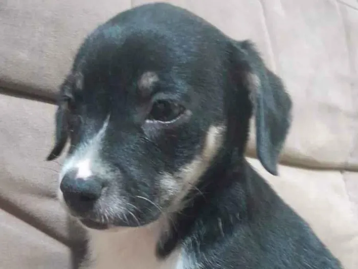 Cachorro ra a SRD-ViraLata idade 2 a 6 meses nome Harper e Madonna 
