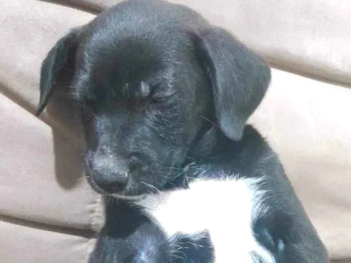 Cachorro ra a SRD-ViraLata idade 2 a 6 meses nome Fay e Fanny