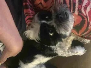 Cachorro raça Lhiasa Apso idade 2 anos nome Fiuk
