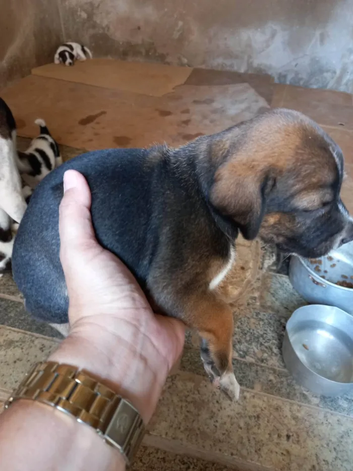 Cachorro ra a SRD-ViraLata idade Abaixo de 2 meses nome sem nome