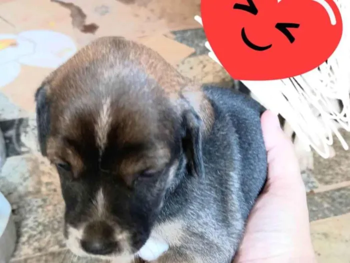 Cachorro ra a SRD-ViraLata idade Abaixo de 2 meses nome sem nome