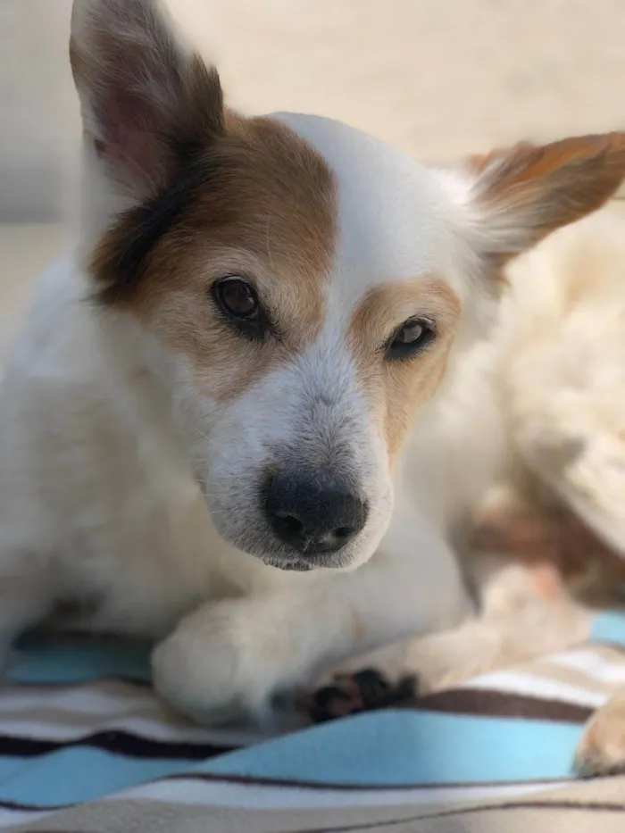 Cachorro ra a SRD-ViraLata idade 6 ou mais anos nome Jack