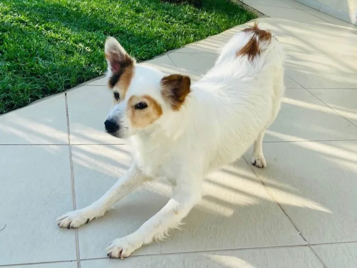Cachorro ra a SRD-ViraLata idade 6 ou mais anos nome Jack