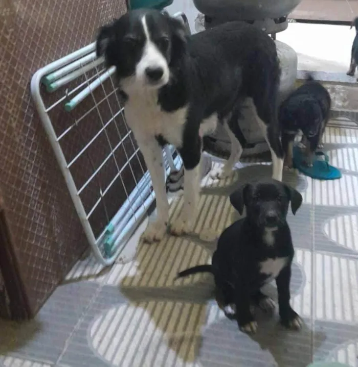 Cachorro ra a SRD-ViraLata idade 2 a 6 meses nome Nicky 