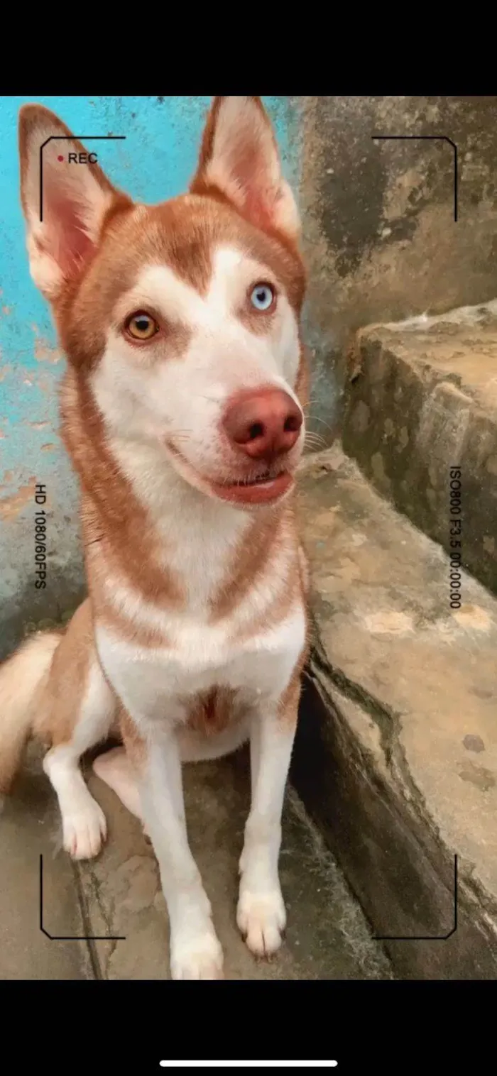 Cachorro ra a Husky Siberiano idade 2 anos nome APOLO E AKIRA