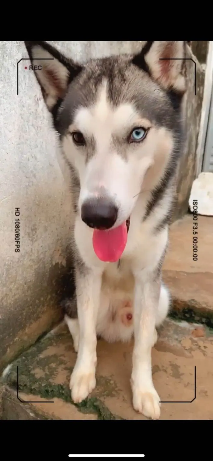 Cachorro ra a Husky Siberiano idade 2 anos nome APOLO E AKIRA