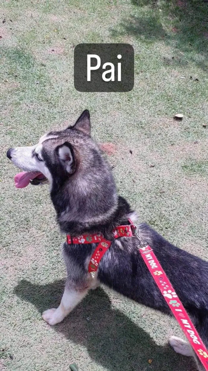 Cachorro ra a Husky Siberiano idade 2 anos nome APOLO E AKIRA