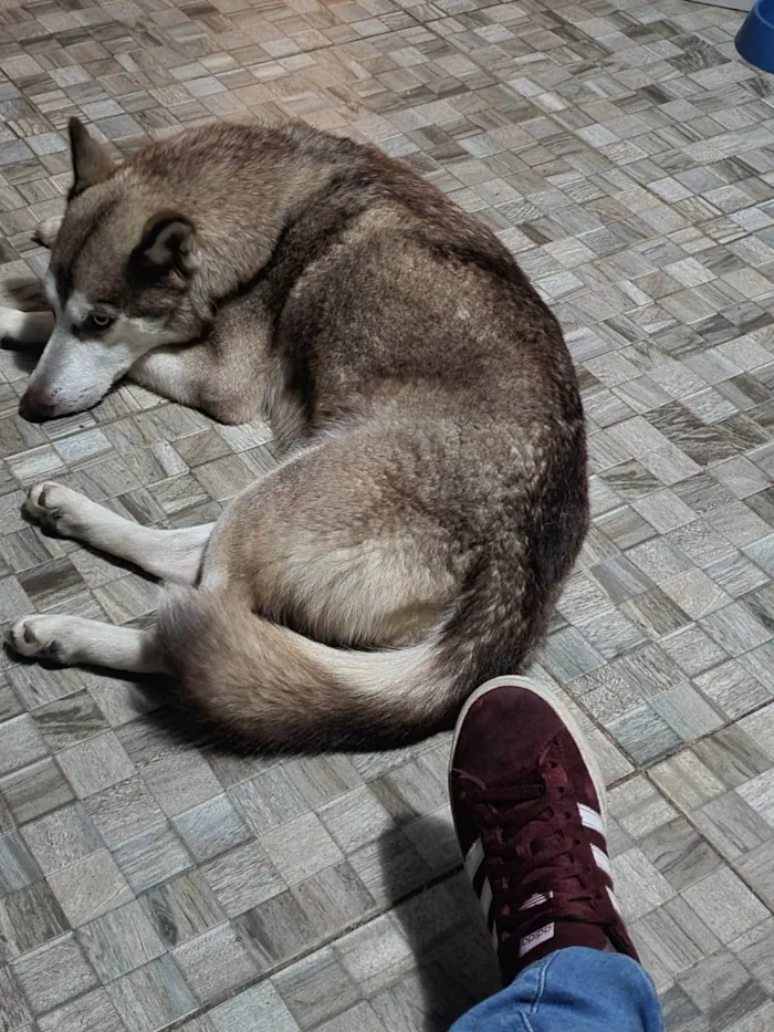 Cachorro ra a Husky Siberiano idade 2 anos nome APOLO E AKIRA