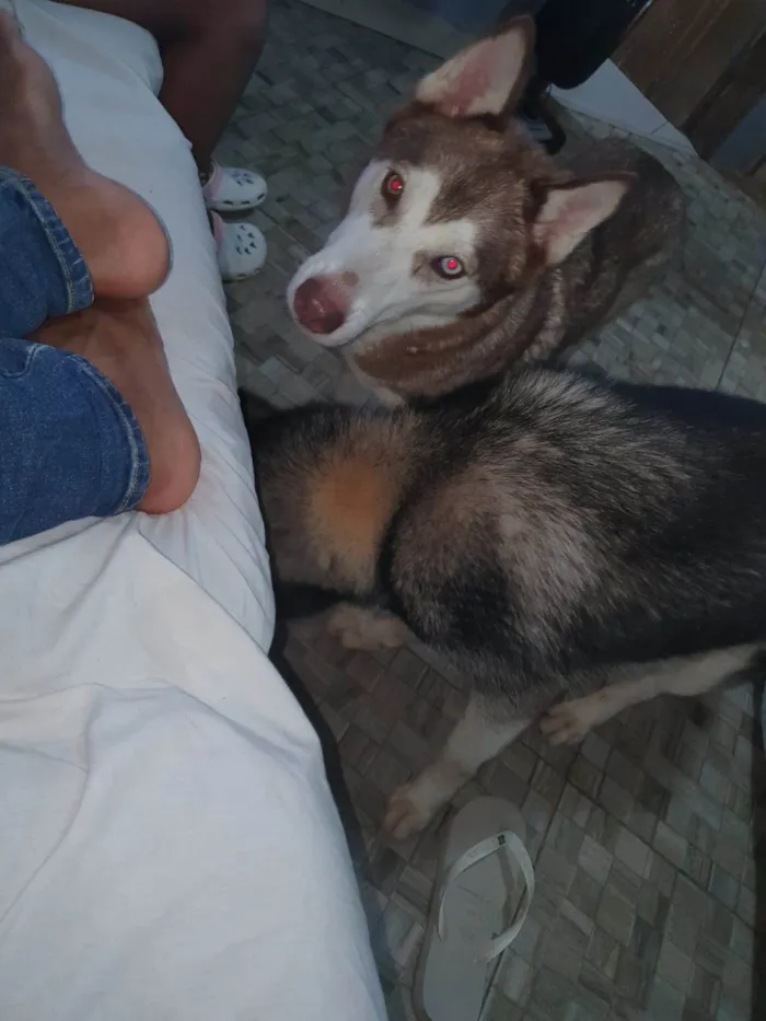 Cachorro ra a Husky Siberiano idade 2 anos nome APOLO E AKIRA
