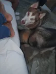 APOLO E AKIRA