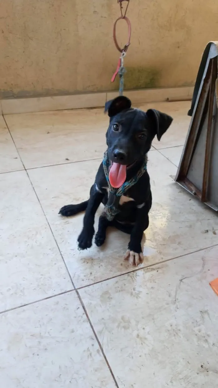 Cachorro ra a SRD-ViraLata idade 2 a 6 meses nome Nanquim
