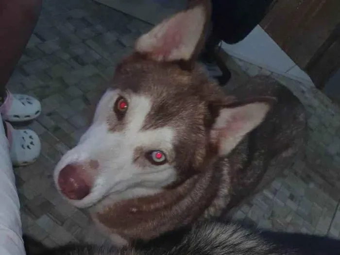 Cachorro ra a Husky Siberiano idade 2 anos nome APOLO E AKIRA