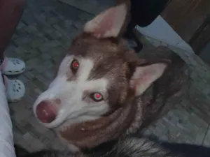 Cachorro raça Husky Siberiano idade 2 anos nome APOLO E AKIRA