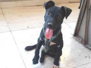 Cachorro raça SRD-ViraLata idade 2 a 6 meses nome Nanquim