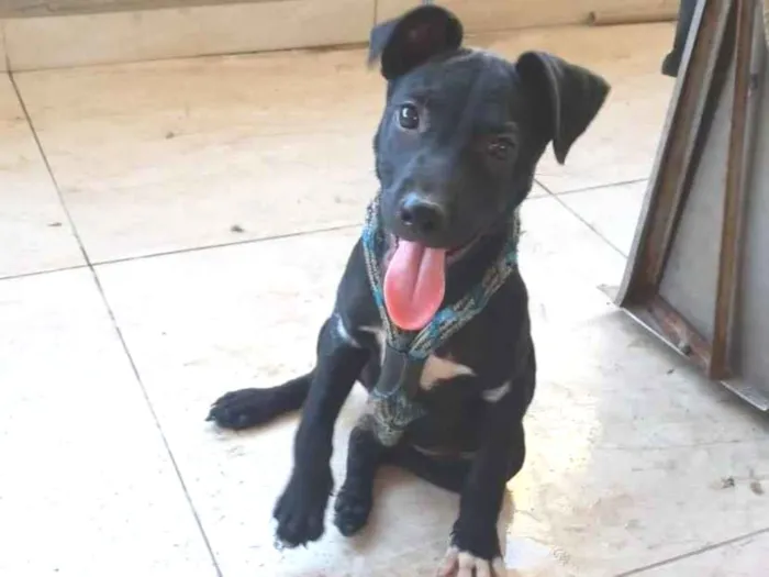 Cachorro ra a SRD-ViraLata idade 2 a 6 meses nome Nanquim