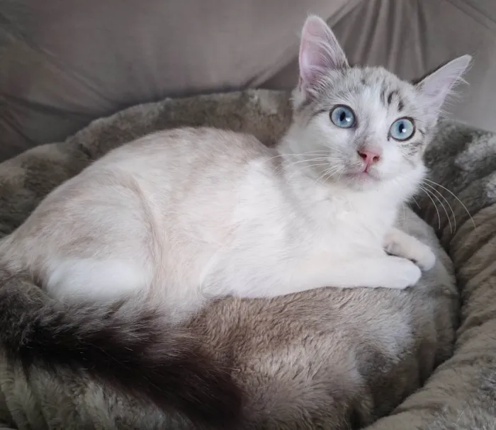 Gato ra a SRD-ViraLata idade 2 a 6 meses nome Clarinha