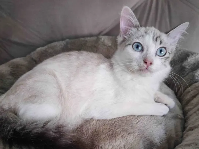 Gato ra a SRD-ViraLata idade 2 a 6 meses nome Clarinha
