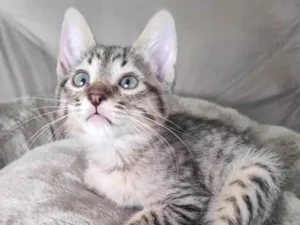 Gato raça SRD-ViraLata idade 2 a 6 meses nome Tigradinho