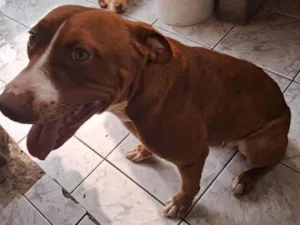 Cachorro raça SRD-ViraLata idade 2 a 6 meses nome Mel 