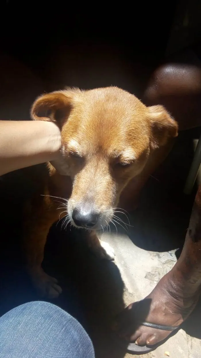 Cachorro ra a Viralata idade 6 ou mais anos nome Bolota e lola