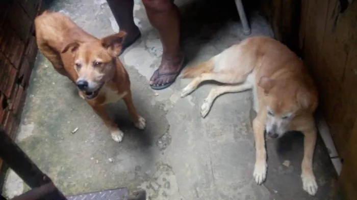 Cachorro ra a Viralata idade 6 ou mais anos nome Bolota e lola