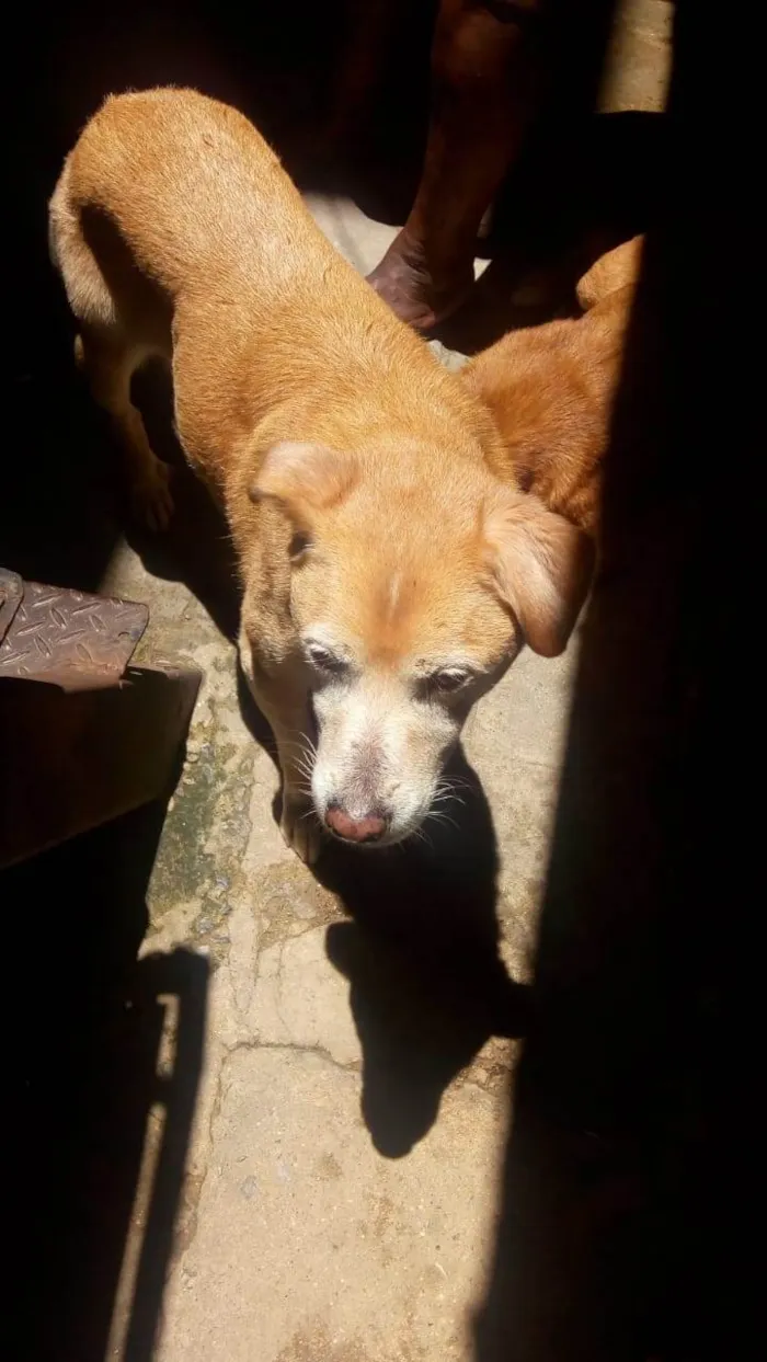 Cachorro ra a Viralata idade 6 ou mais anos nome Bolota e lola