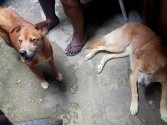 Cachorro ra a Viralata idade 6 ou mais anos nome Bolota e lola