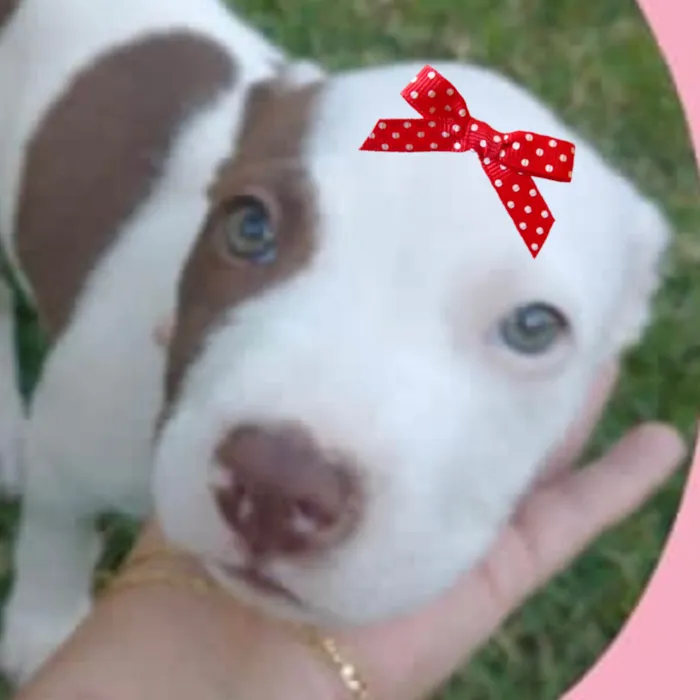 Cachorro ra a Pitbull idade 2 a 6 meses nome Dara 