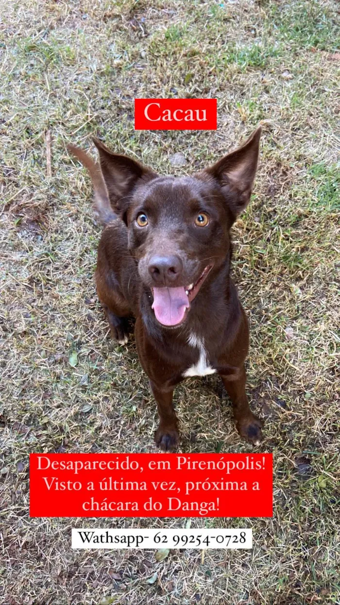 Cachorro ra a SRD-ViraLata idade 2 anos nome Cacau