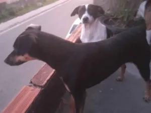 Cachorro raça Pincher  idade 2 anos nome Mia