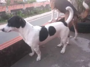 Cachorro raça Misturada  idade 2 anos nome Nina