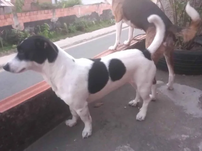 Cachorro ra a Misturada  idade 2 anos nome Nina