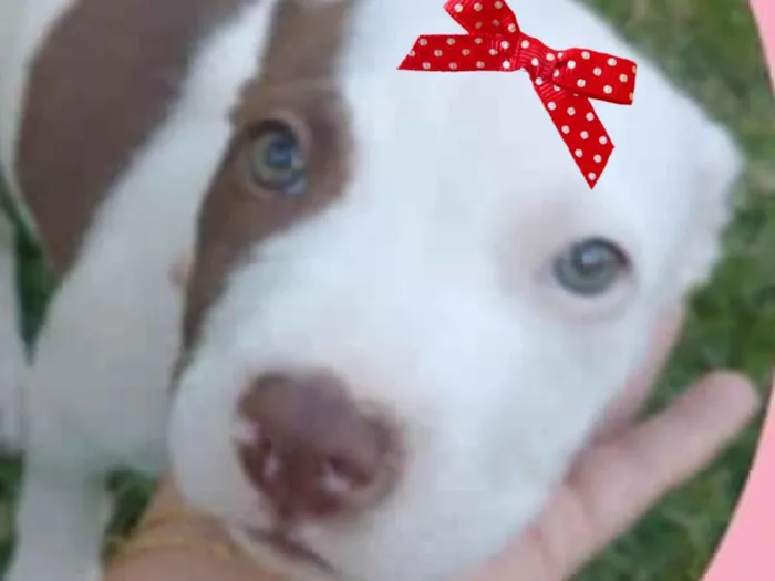 Cachorro ra a Pitbull idade 2 a 6 meses nome Dara 