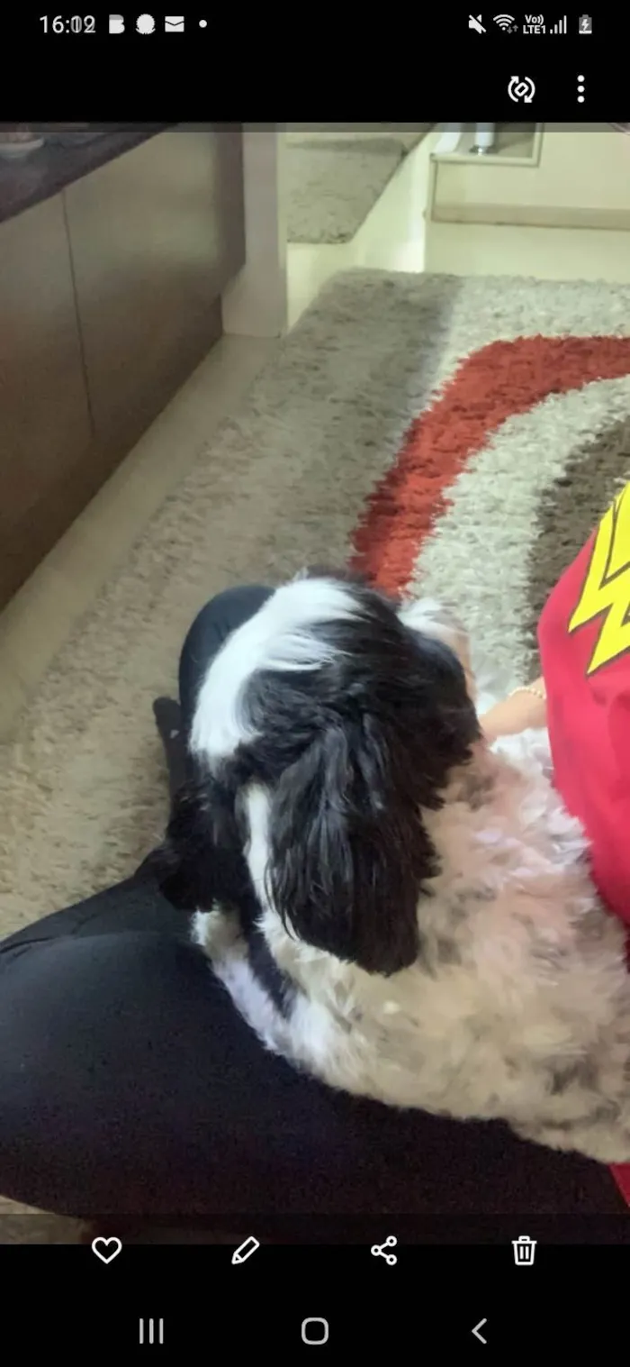 Cachorro ra a Lhiasa Apso idade 2 anos nome Fiuk