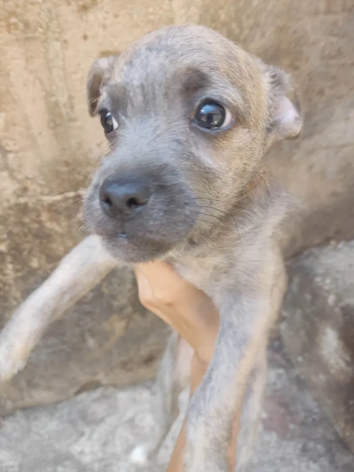 Cachorro ra a Srd idade 2 a 6 meses nome Mulan