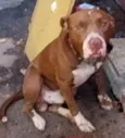 Trovão 