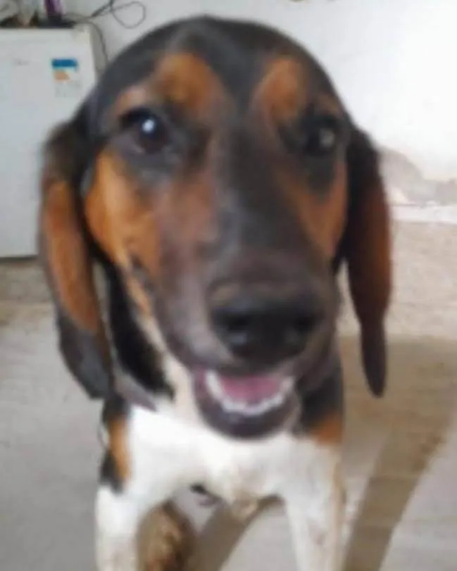 Cachorro ra a Beagle  idade 2 anos nome Pongo