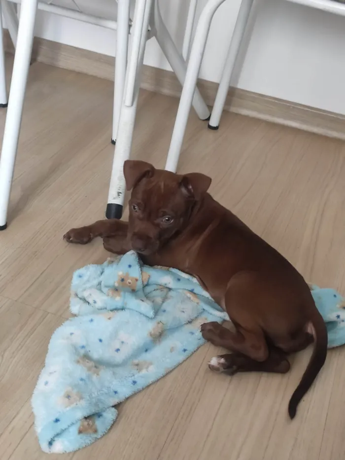 Cachorro ra a Pitbull idade 2 a 6 meses nome Kiara