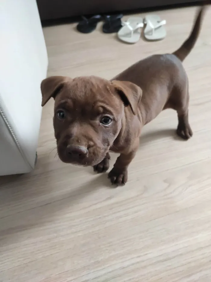 Cachorro ra a Pitbull idade 2 a 6 meses nome Kiara