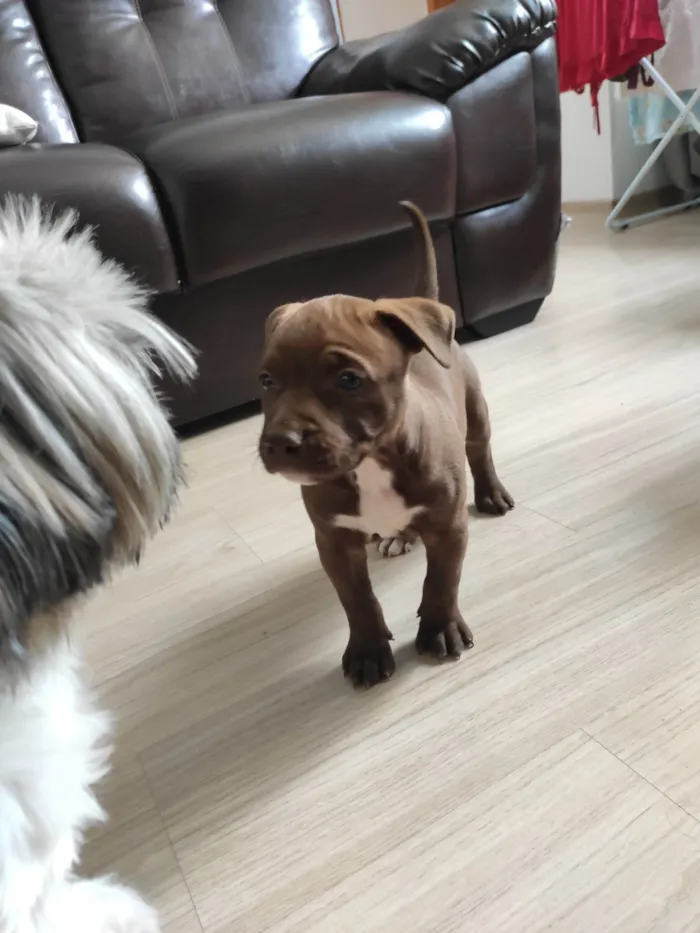 Cachorro ra a Pitbull idade 2 a 6 meses nome Kiara