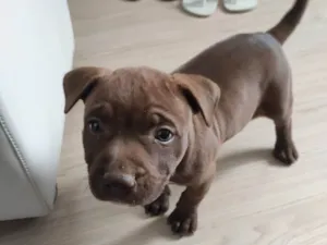 Cachorro raça Pitbull idade 2 a 6 meses nome Kiara
