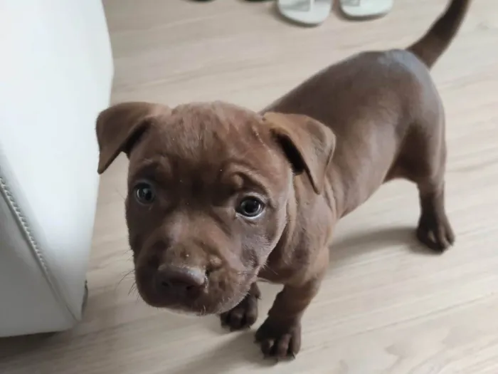 Cachorro ra a Pitbull idade 2 a 6 meses nome Kiara