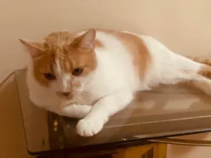 Gato raça SRD-ViraLata idade 4 anos nome Judinelson